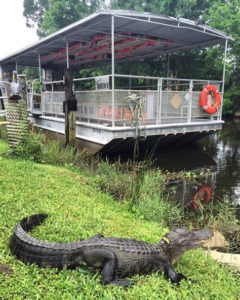Lafitte swamp tour. Things To Know About Lafitte swamp tour. 